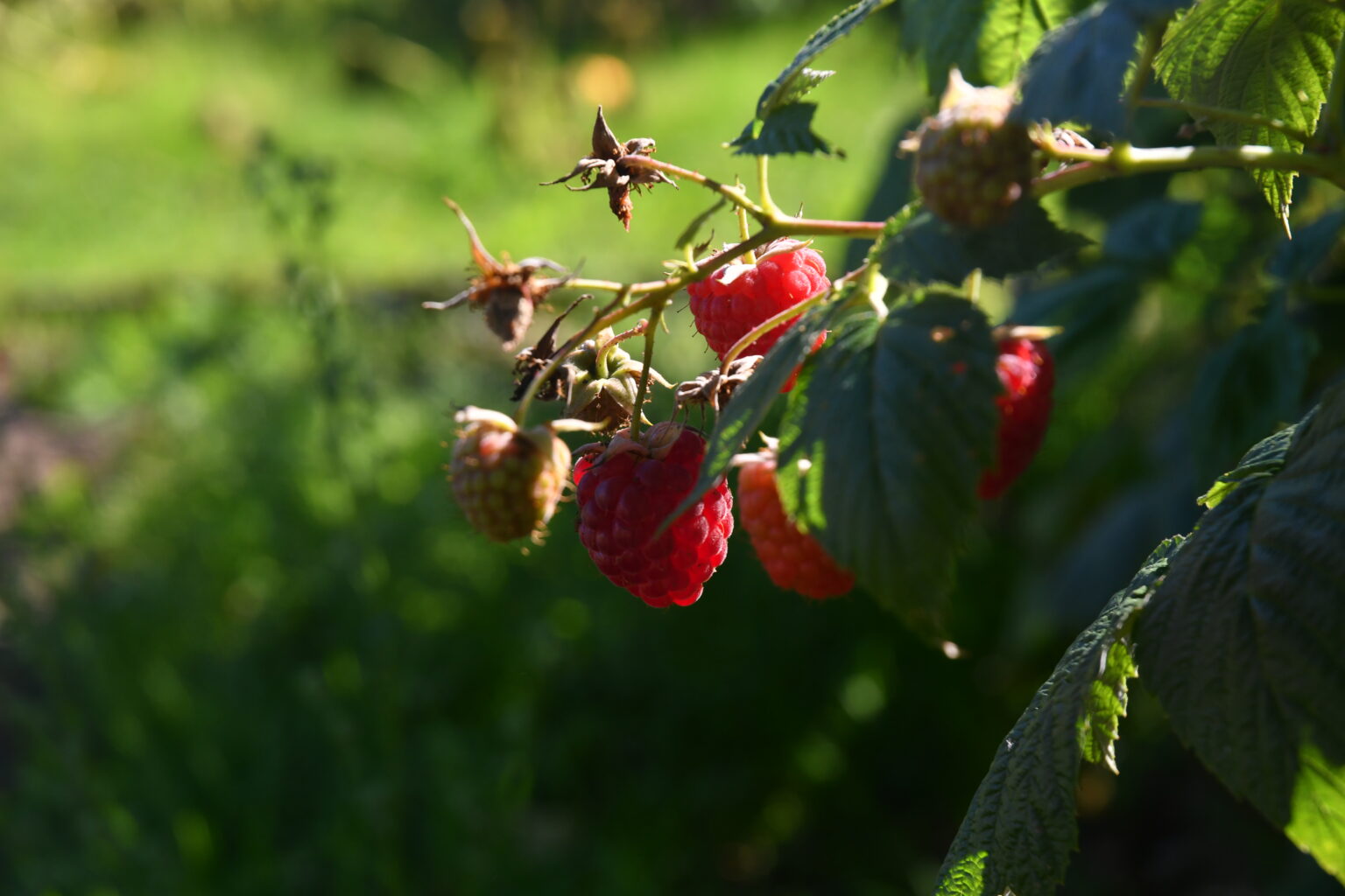 Framboises